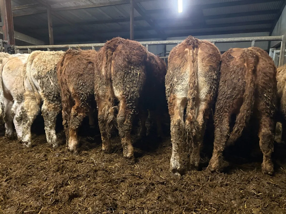 10 smashing bullocks - Image 4