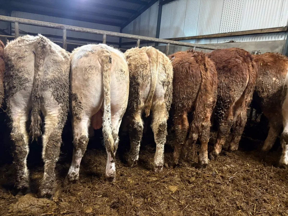 10 smashing bullocks - Image 1