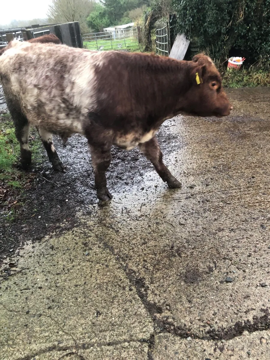 Shorthorn Bulls Pedigree - Image 1