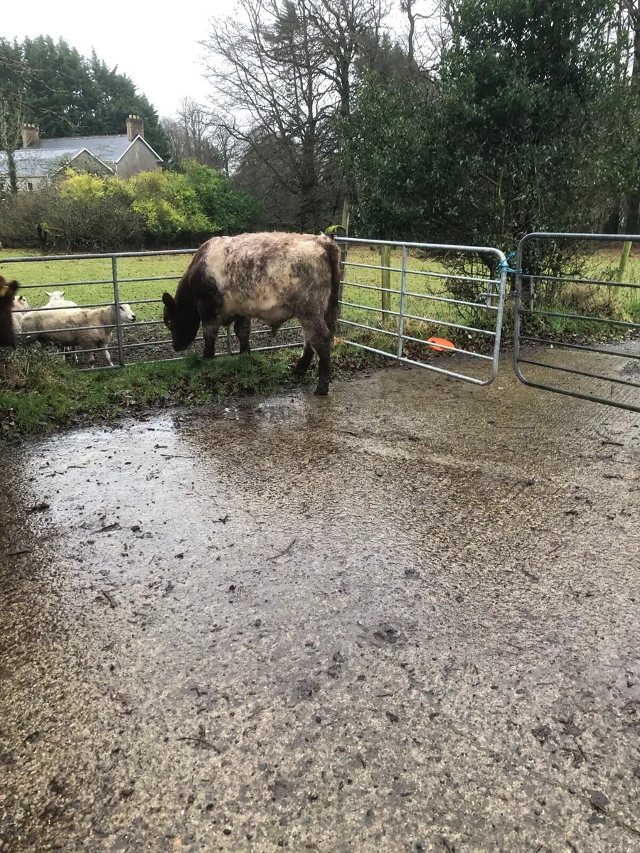 Shorthorn Bulls Pedigree - Image 4