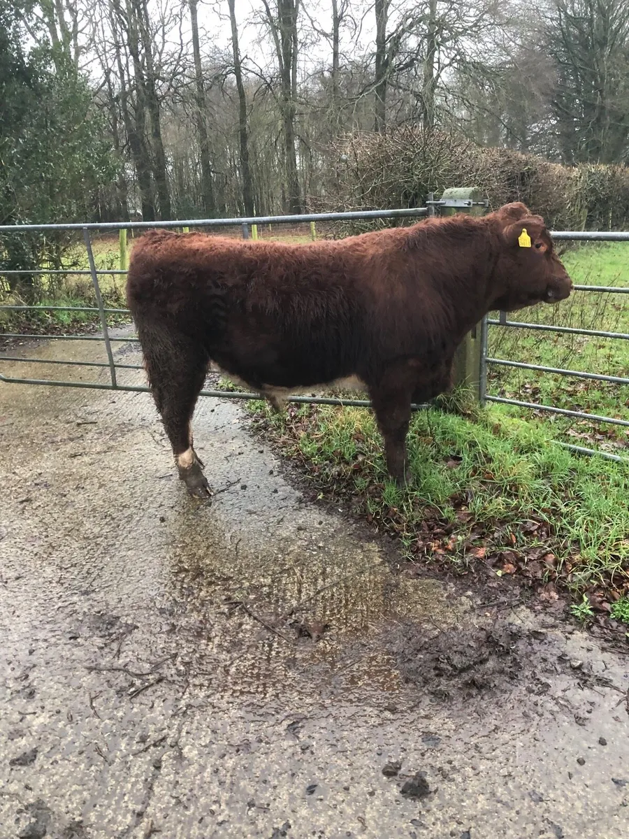 Shorthorn pedigree bull - Image 1