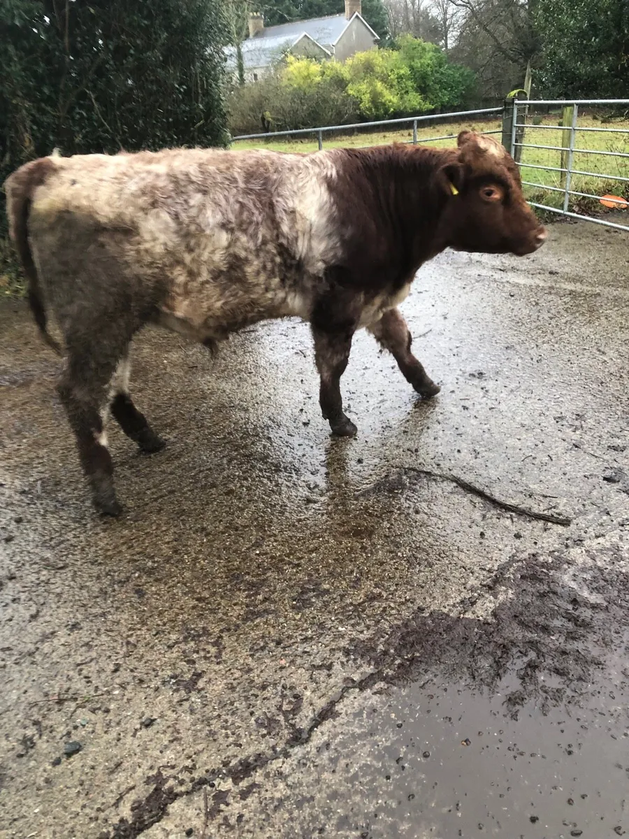 Shorthorn Bulls Pedigree - Image 2