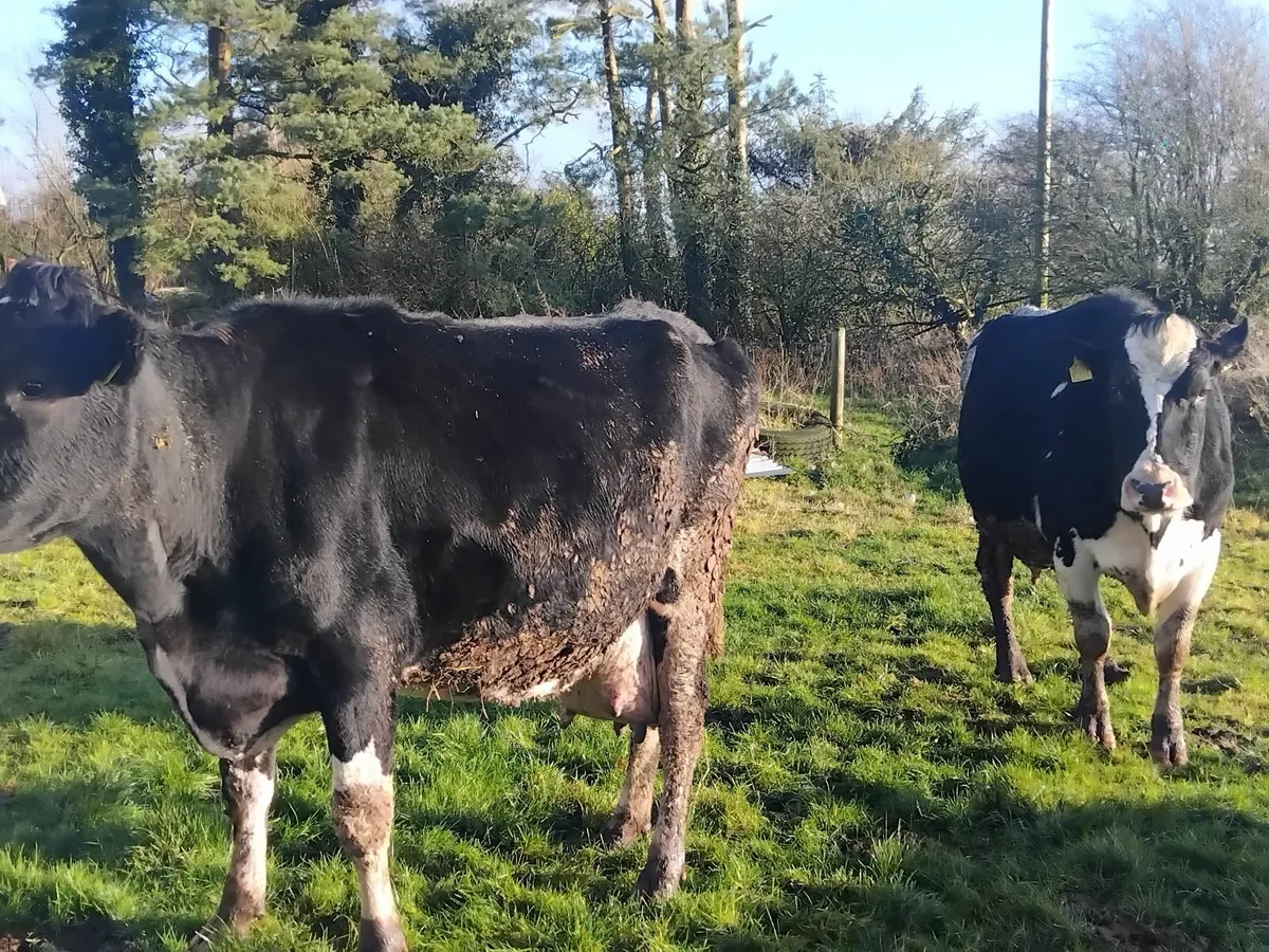 Cows for calf rearing - Image 1