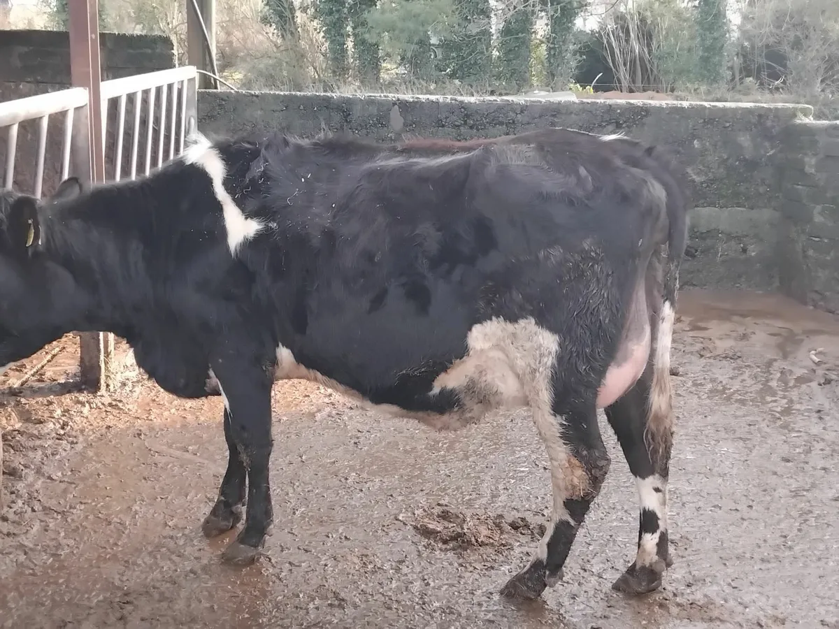 Cows for calf rearing - Image 2
