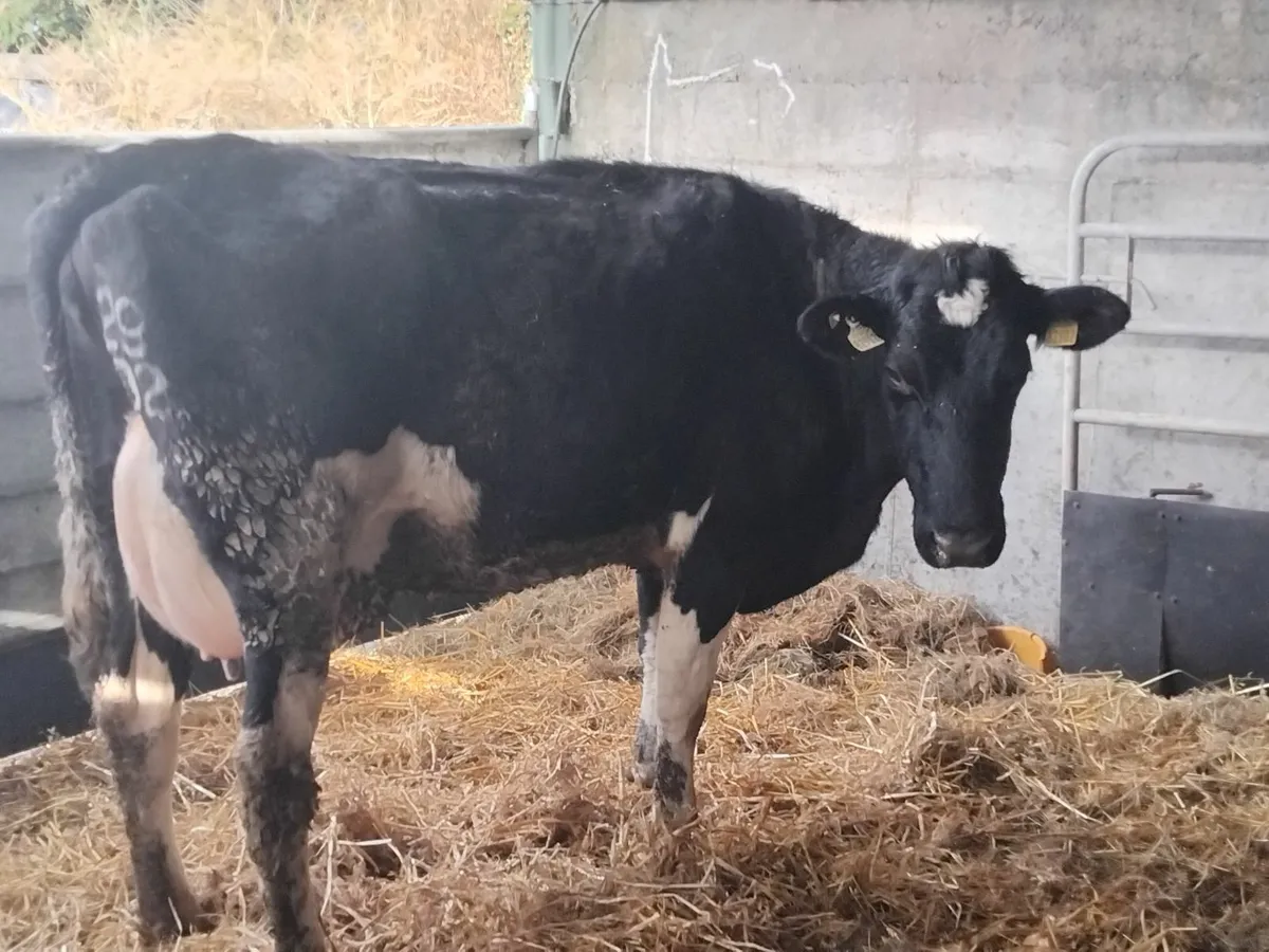Cows for calf rearing - Image 3