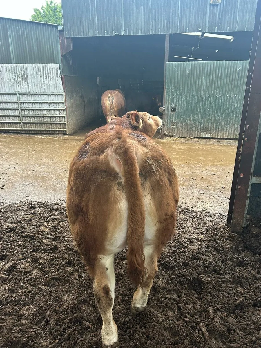 Young non-registered well bred Limousin bull - Image 2
