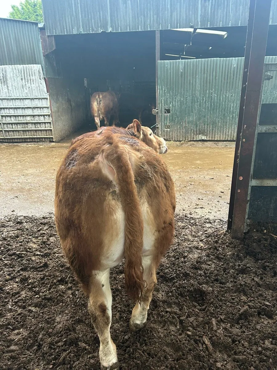 Young non-registered well bred Limousin bull - Image 3