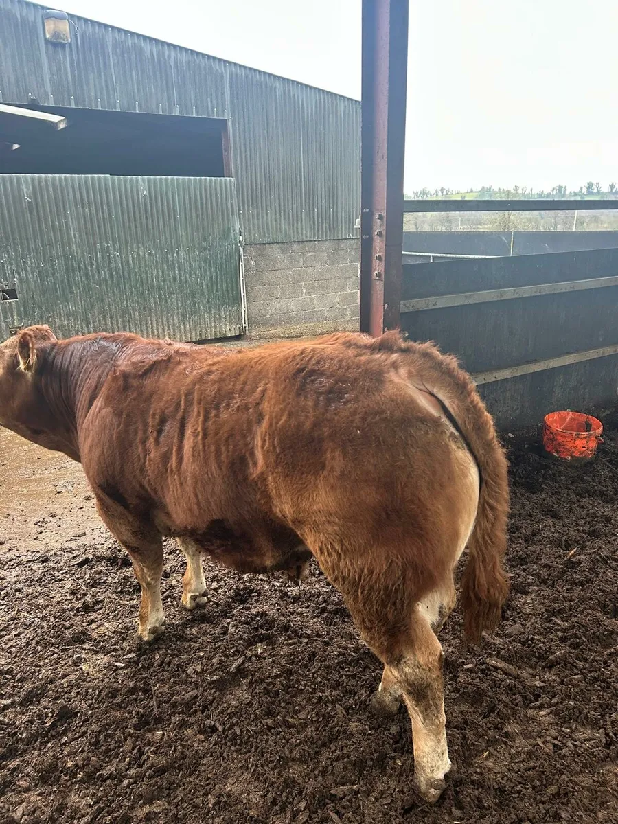 Young non-registered well bred Limousin bull - Image 4