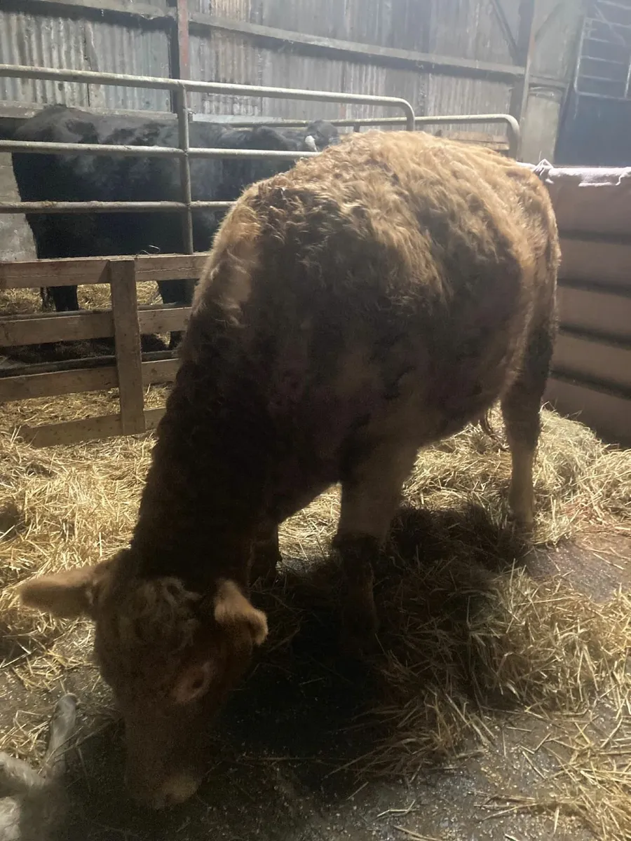Heifer just calved for sale - Image 2