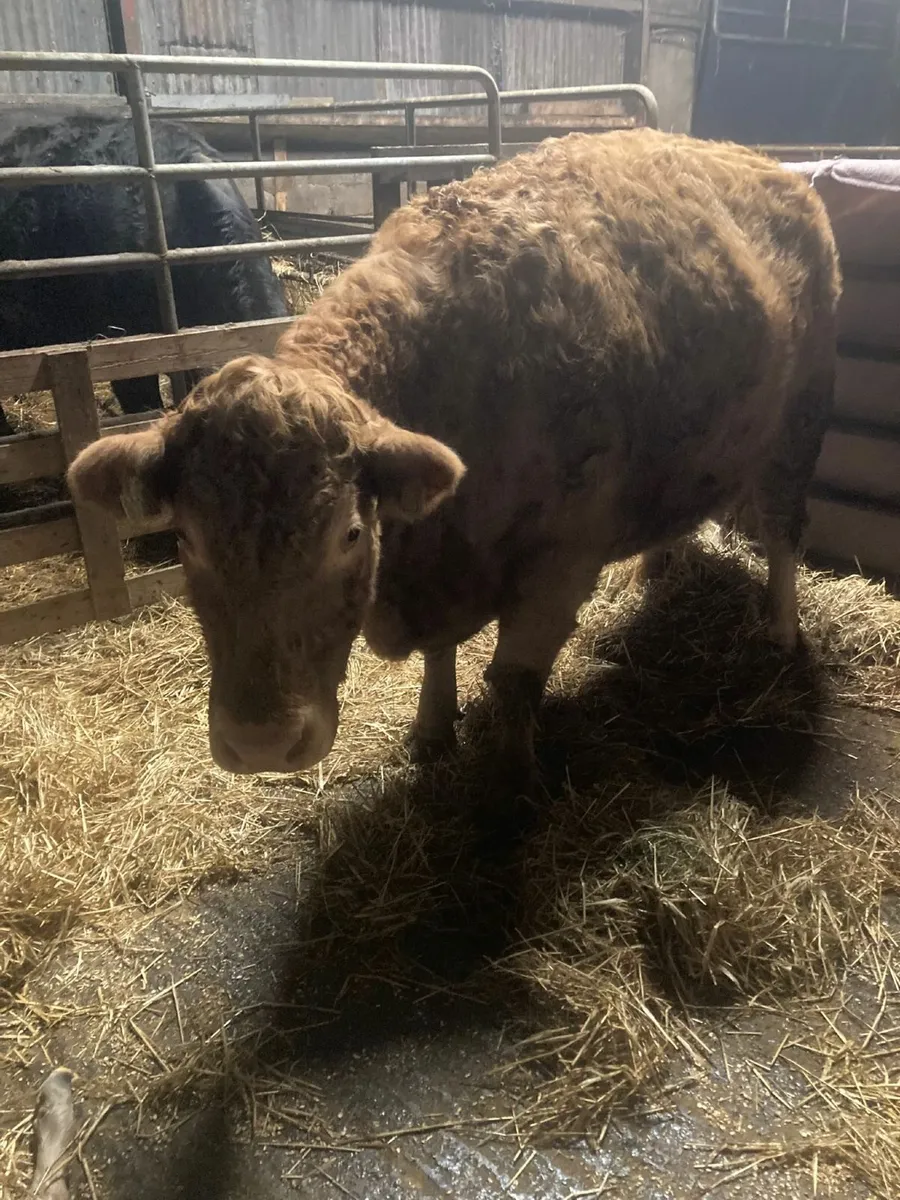Heifer just calved for sale - Image 1