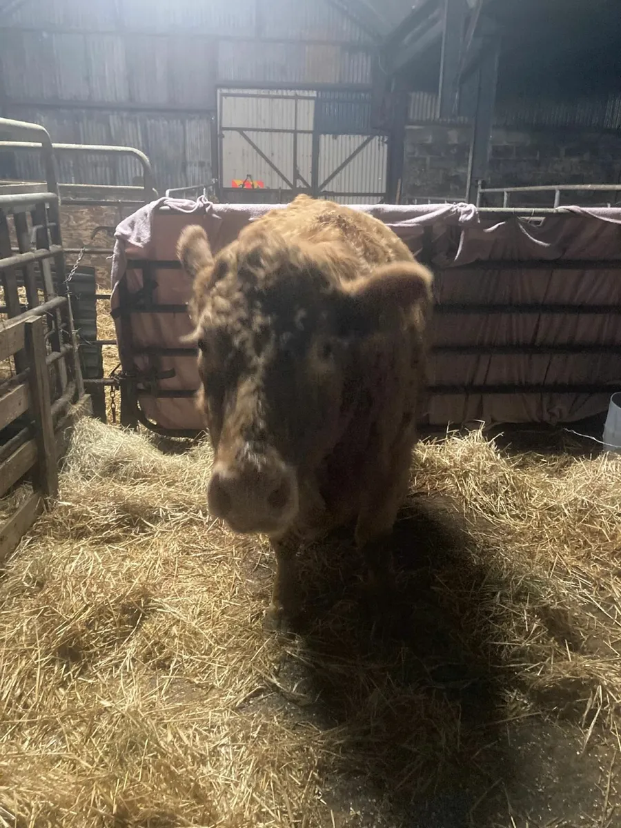 Heifer just calved for sale - Image 3