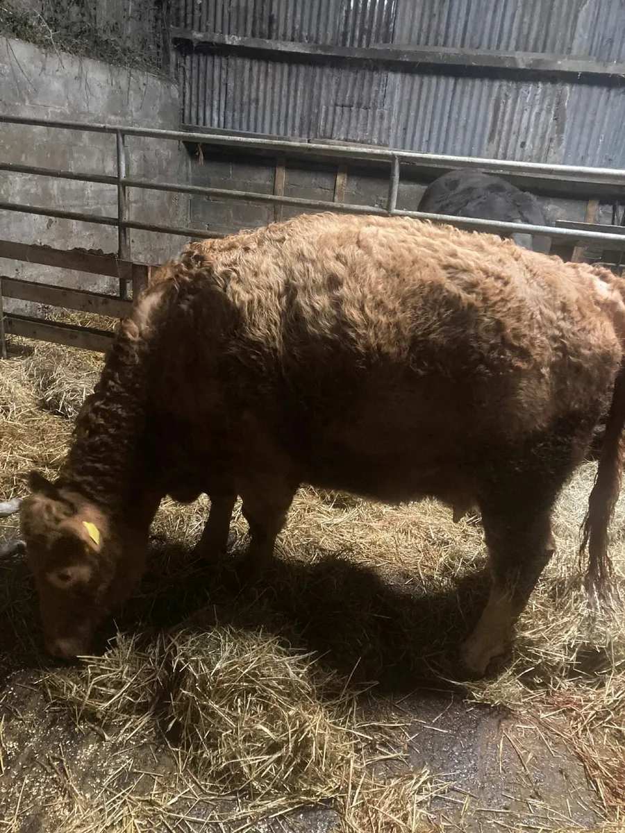 Heifer just calved for sale - Image 4