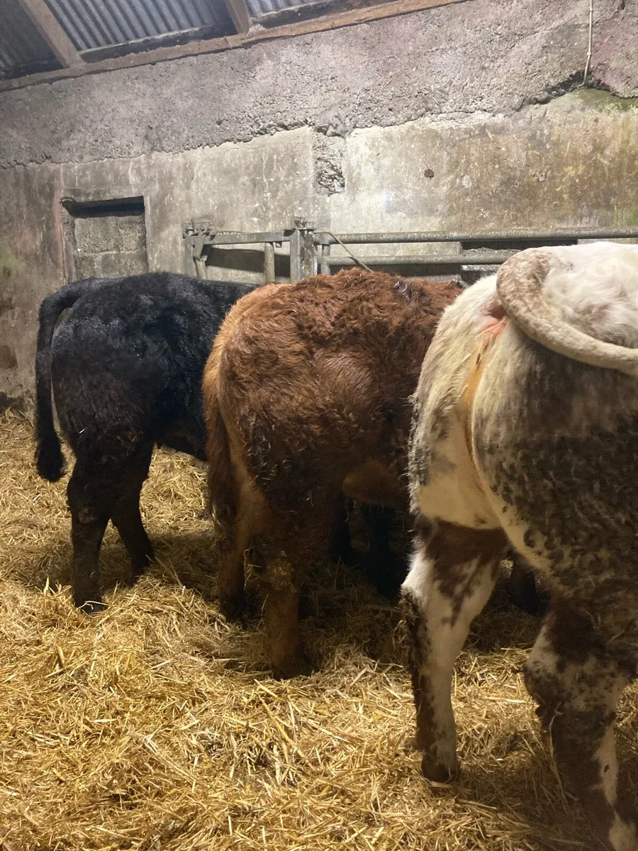 💥💥Weanling Heifers for Gort 12/02/26💥💥 - Image 1