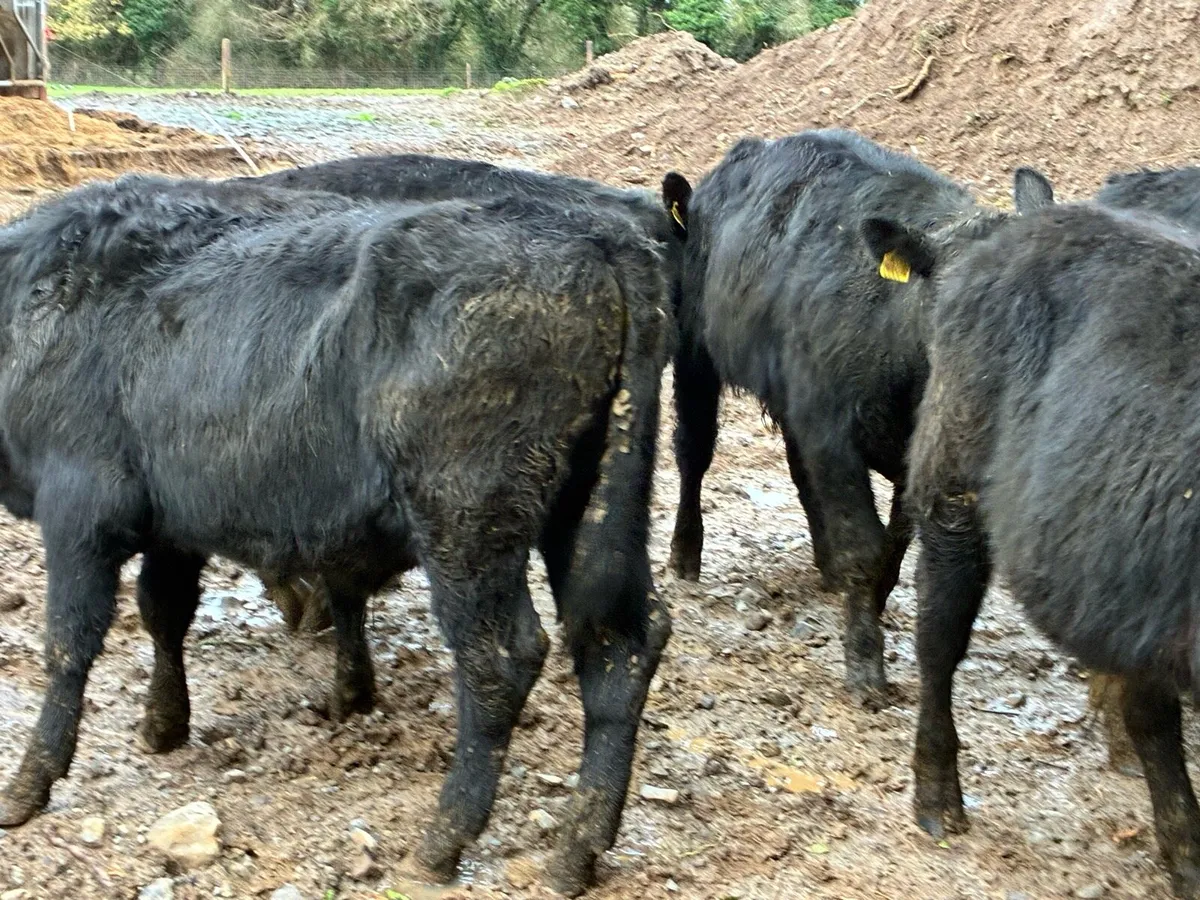 8 smashing outlying Angus bullocks - Image 4