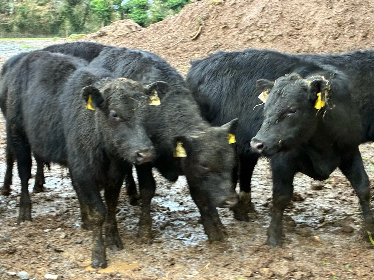 8 smashing outlying Angus bullocks - Image 1