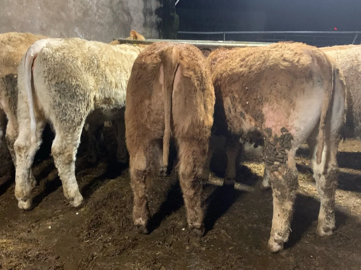 15 u grade heifers 345kg - Image 1