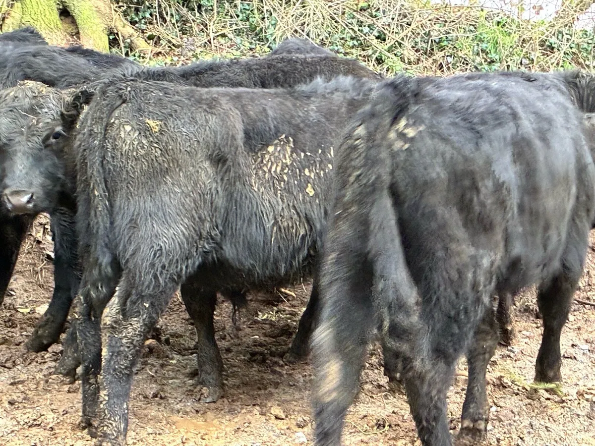 8 smashing outlying Angus bullocks - Image 3