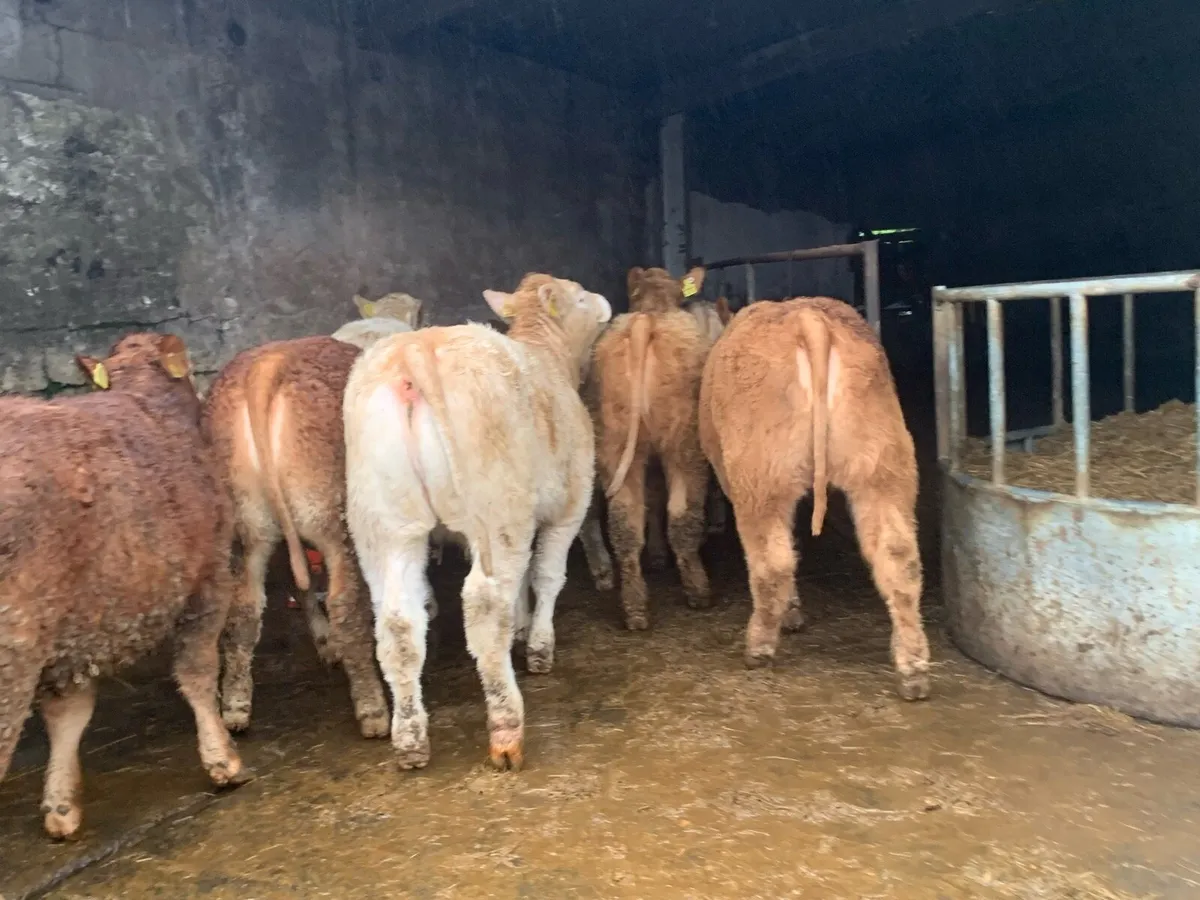 15 u grade heifers 345kg - Image 4