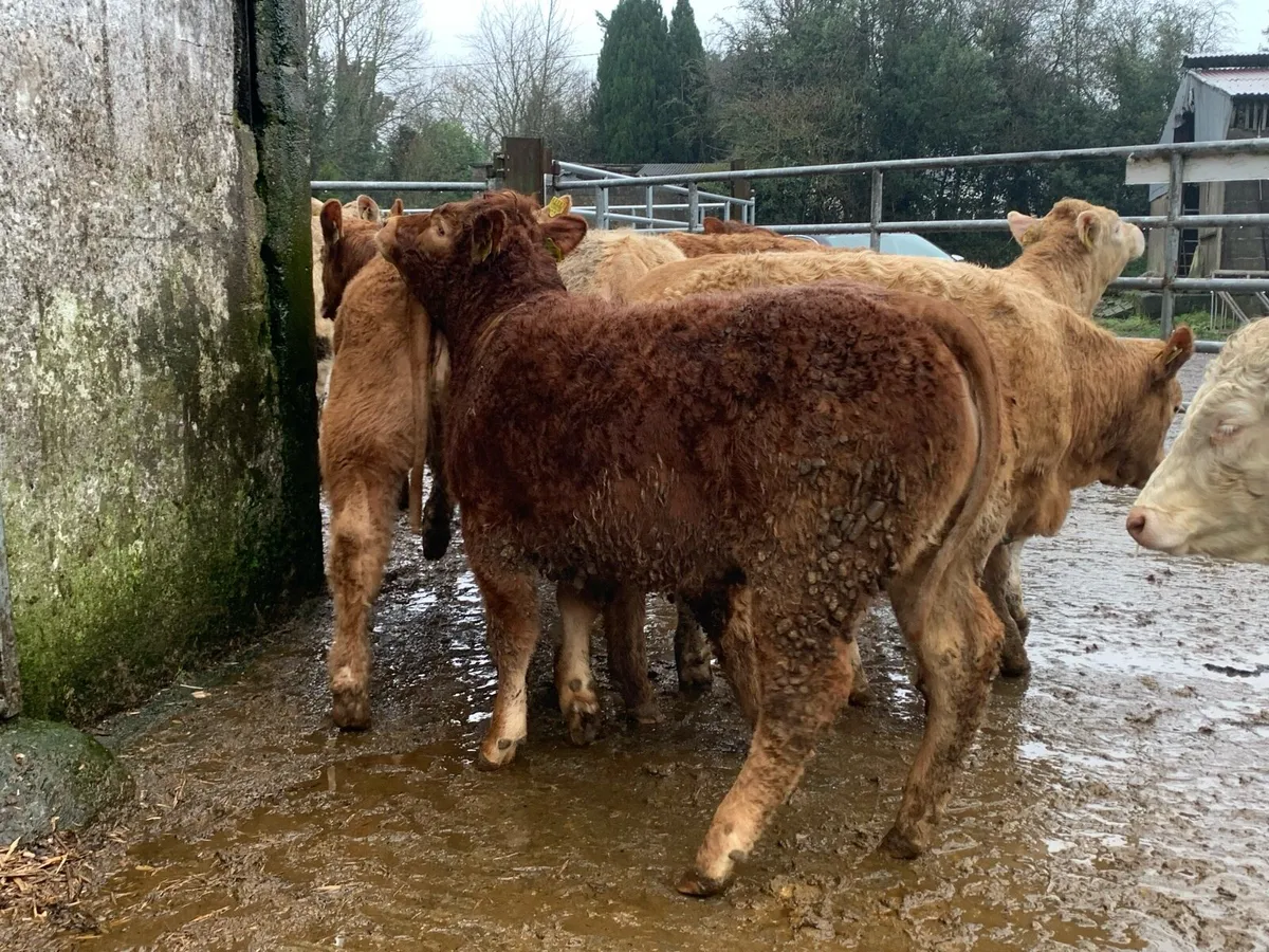 15 u grade heifers 345kg - Image 3