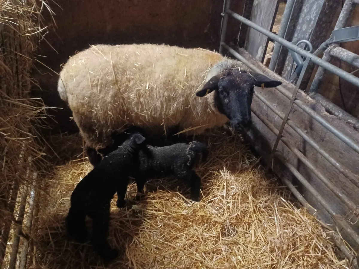 Ewes with lambs - Image 2