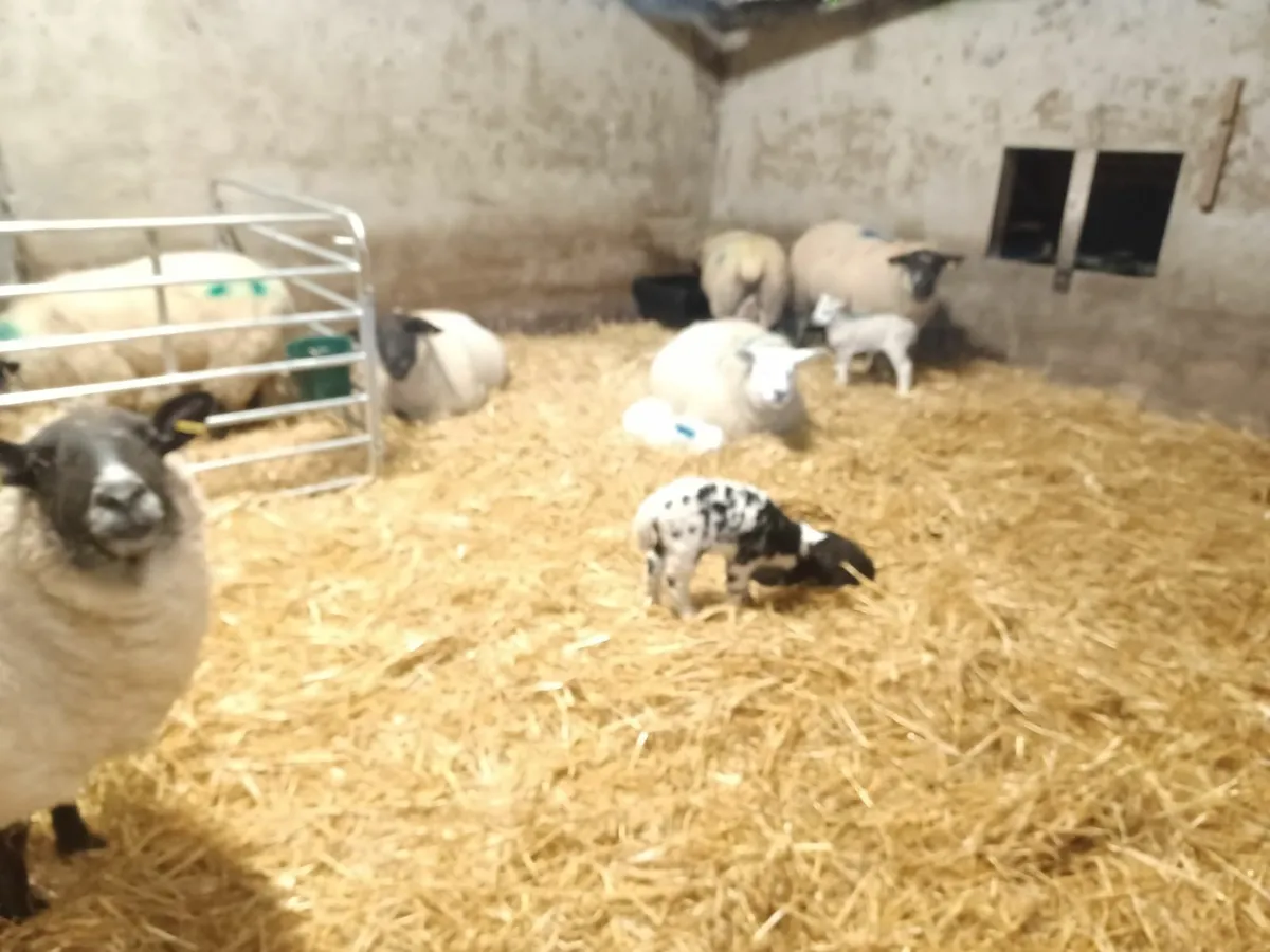 Ewes with lambs - Image 3