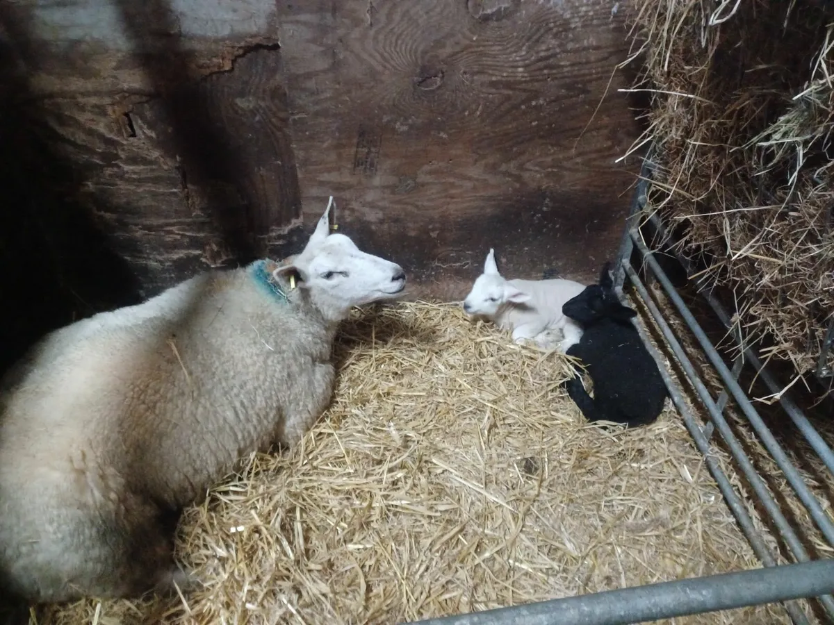 Ewes with lambs - Image 4