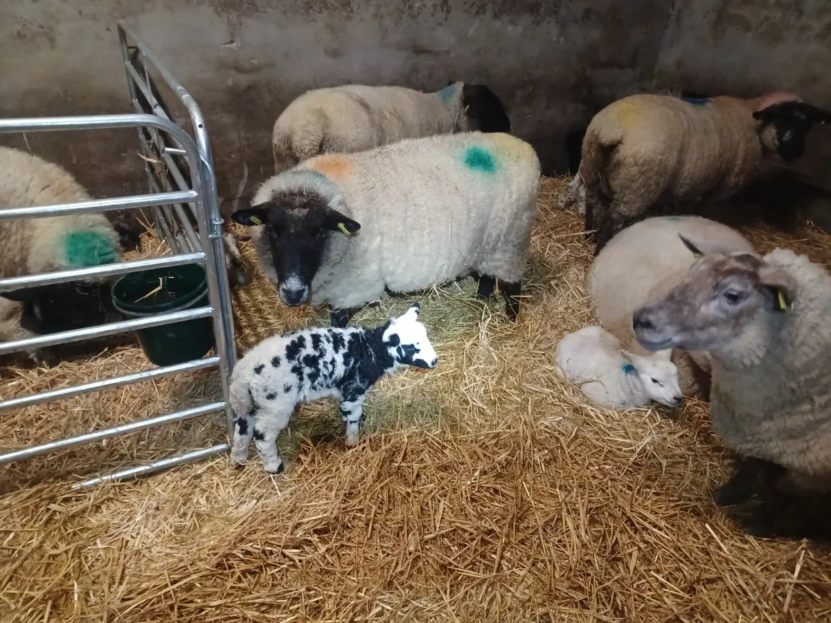 Ewes with lambs - Image 1