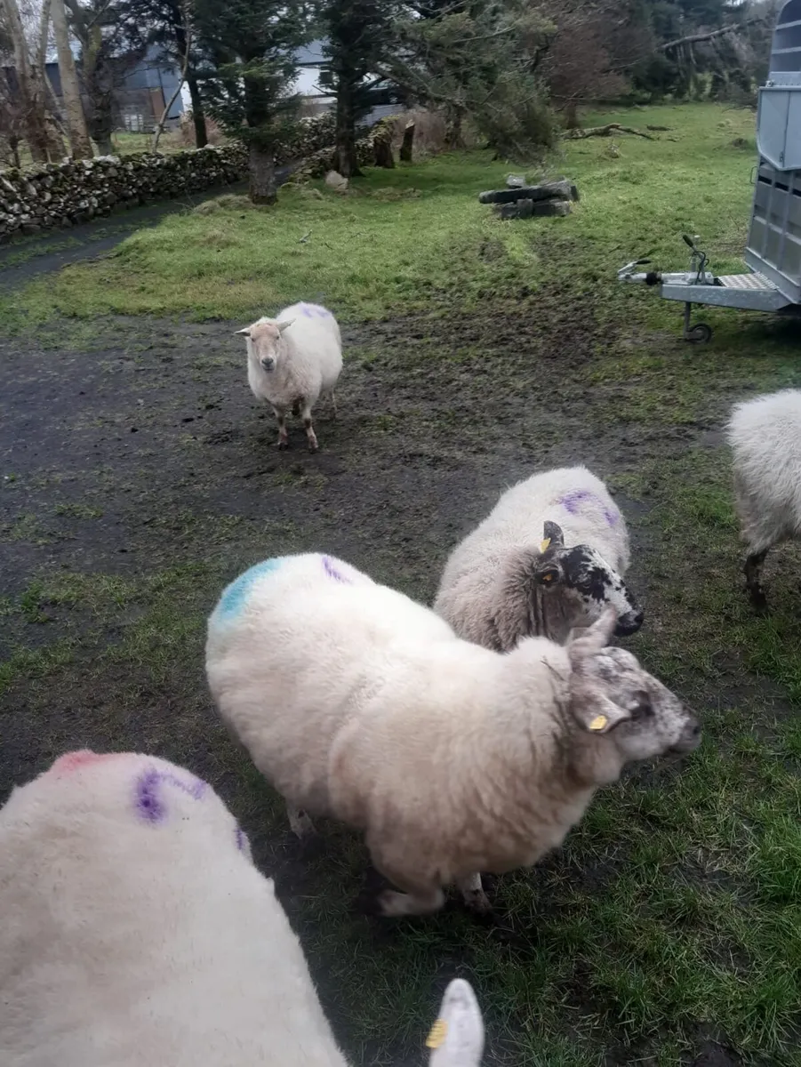 6 Ewe’s Scanned With 3 Lambs - Image 1