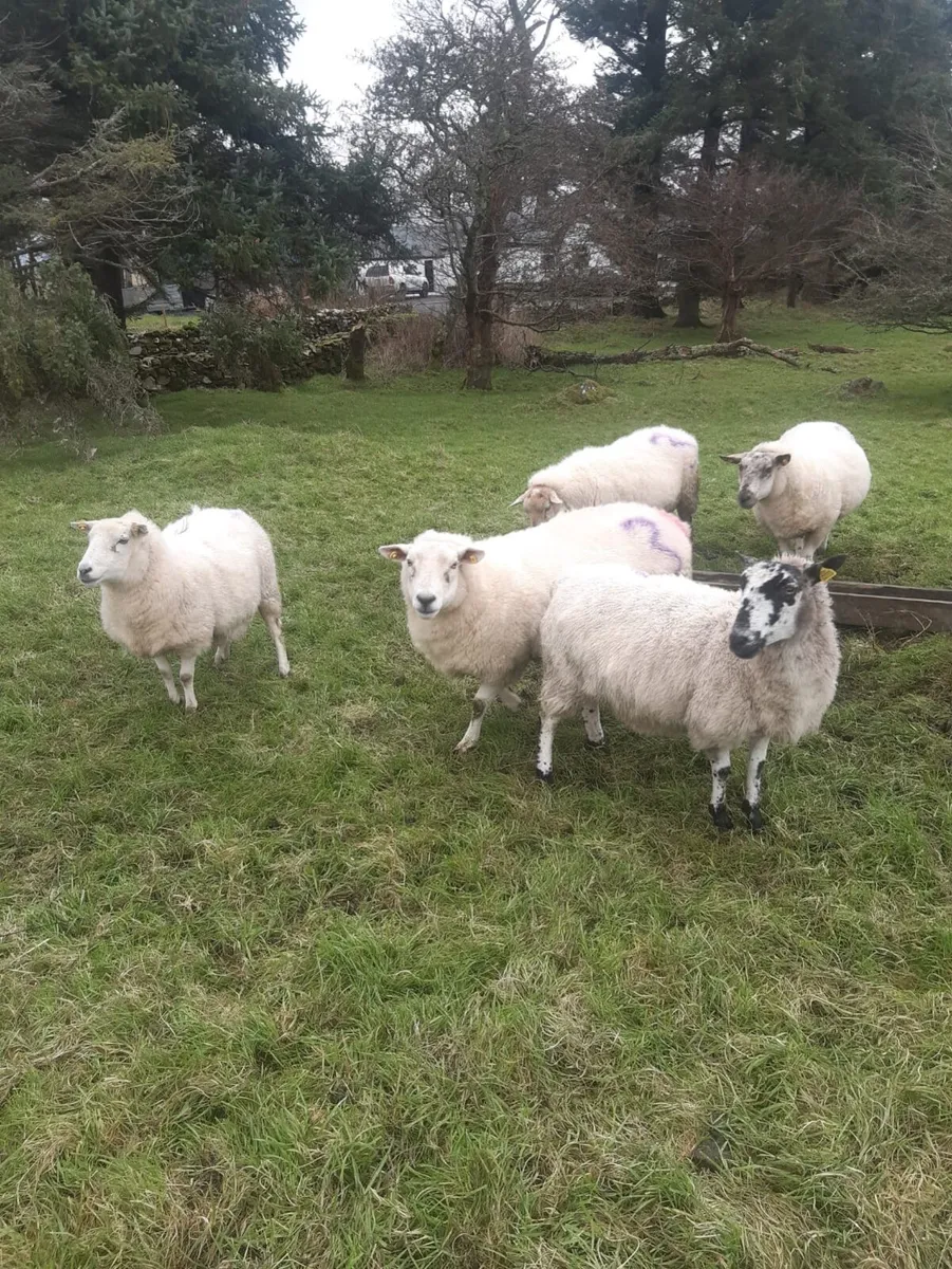 6 Ewe’s Scanned With 3 Lambs - Image 2
