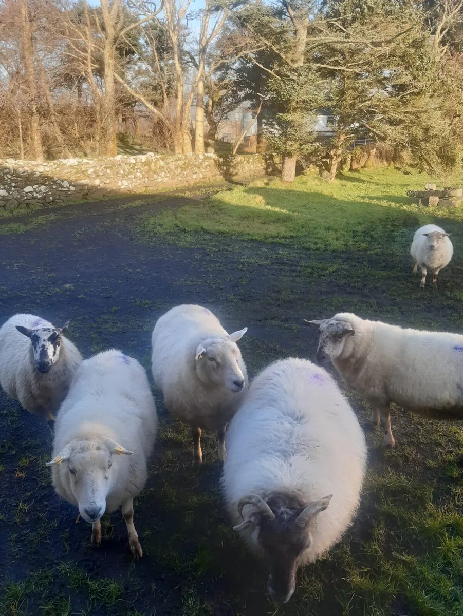 6 Ewe’s Scanned With 3 Lambs - Image 3