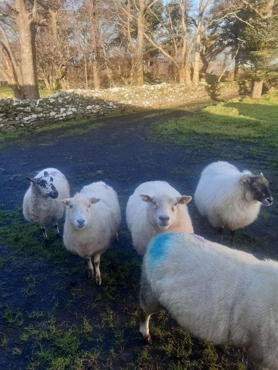 6 Ewe’s Scanned With 3 Lambs - Image 4