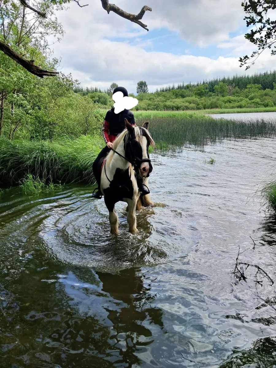 Bombproof 14.2 gelding - Image 3