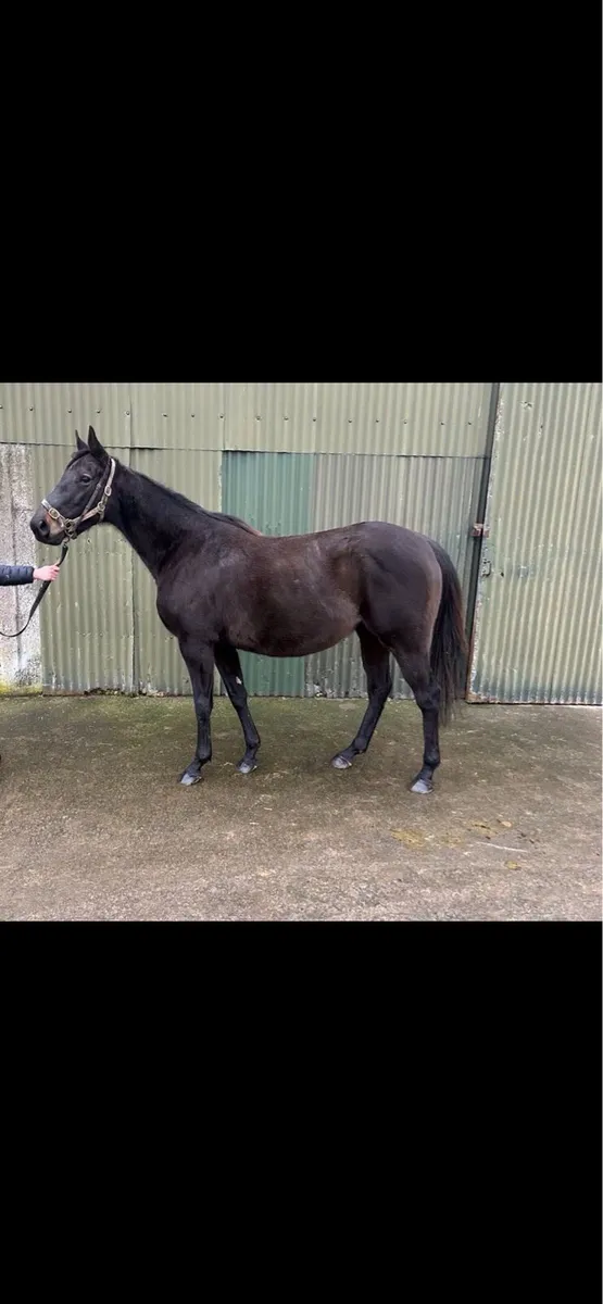 Thoroughbred Mare In Foal - Image 1