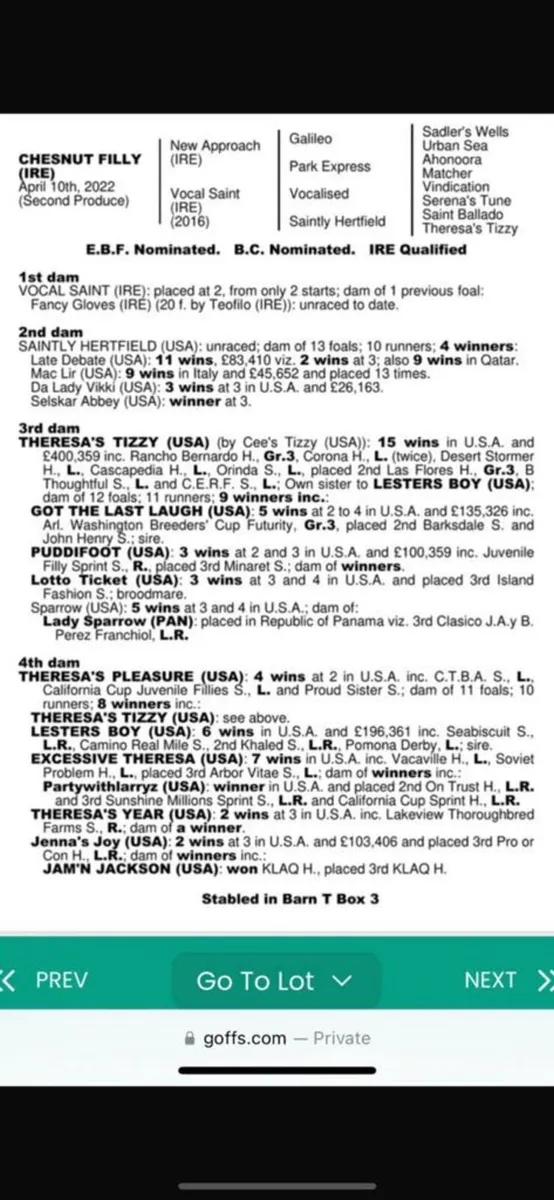 Thoroughbred Mare In Foal - Image 2