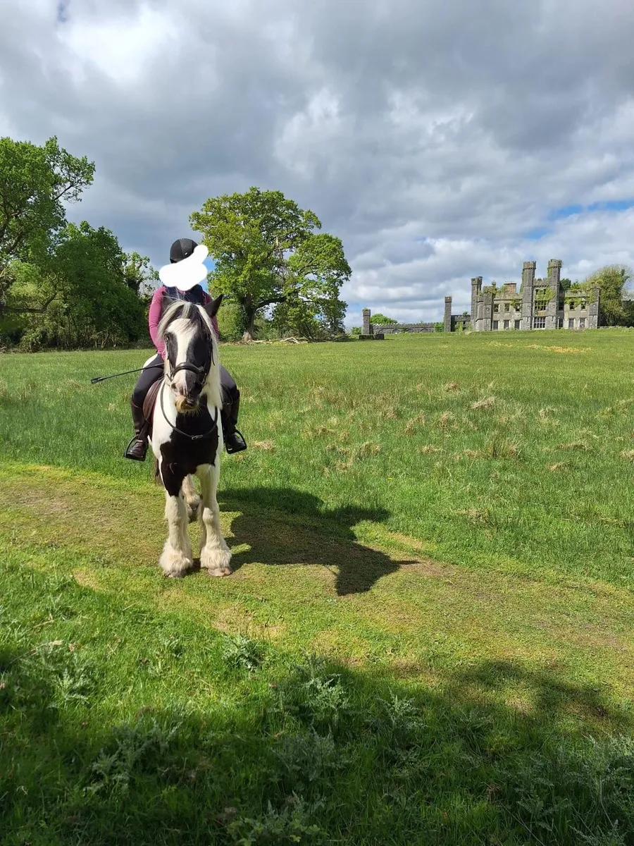 Bombproof 14.2 gelding - Image 1