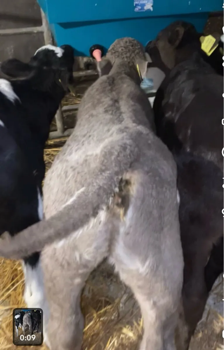 Charolais calves - Image 2