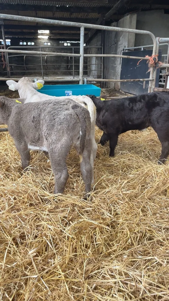 Charolais calves - Image 1