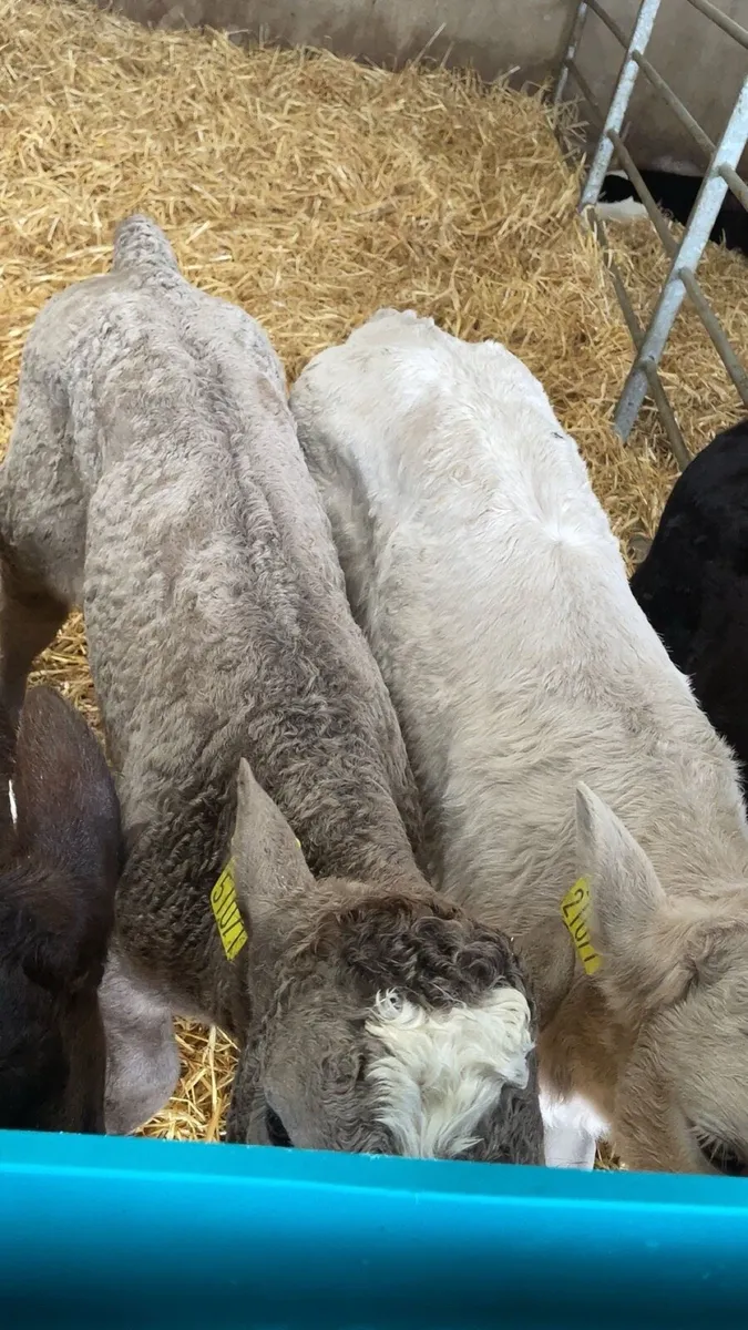 Charolais calves - Image 3