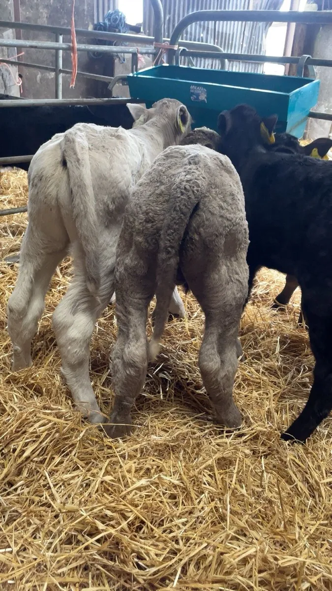 Charolais calves - Image 4