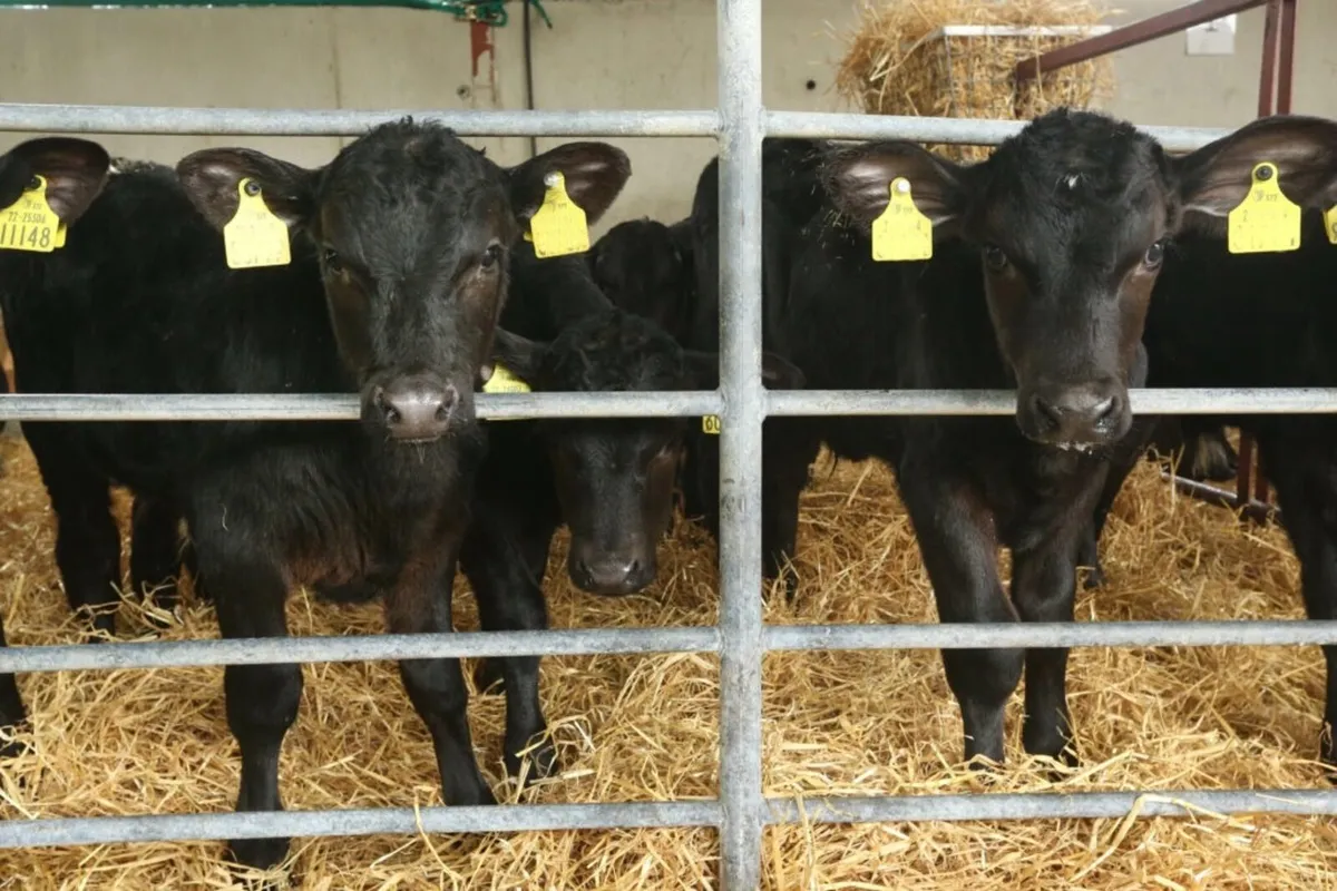 Calf Haulage - Image 1