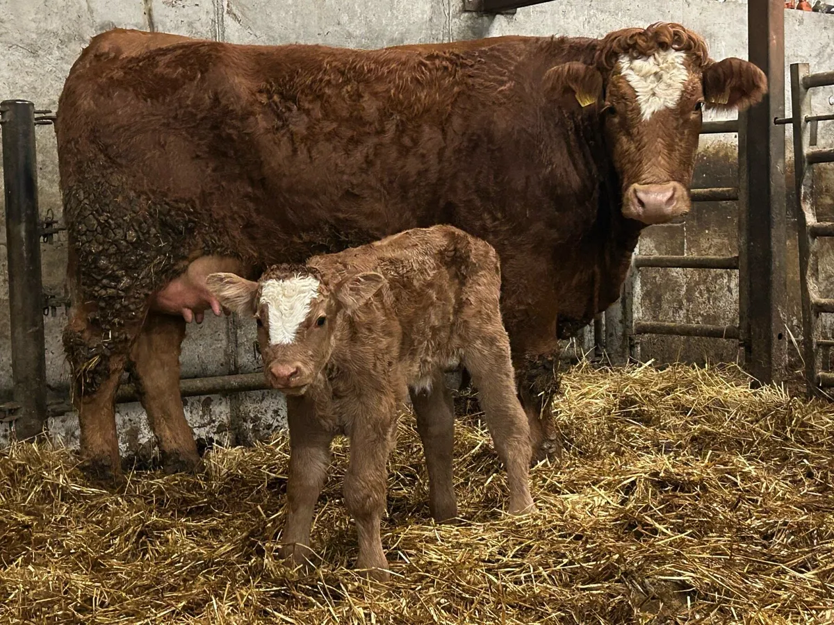 Super first calved heifer and bull calf - Image 1