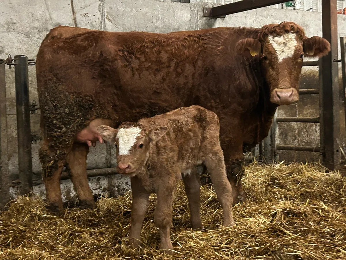 Super first calved heifer and bull calf - Image 3