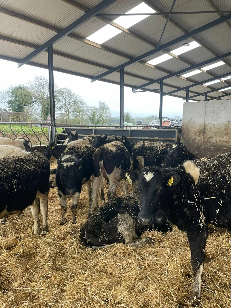 Maiden heifers - Image 1