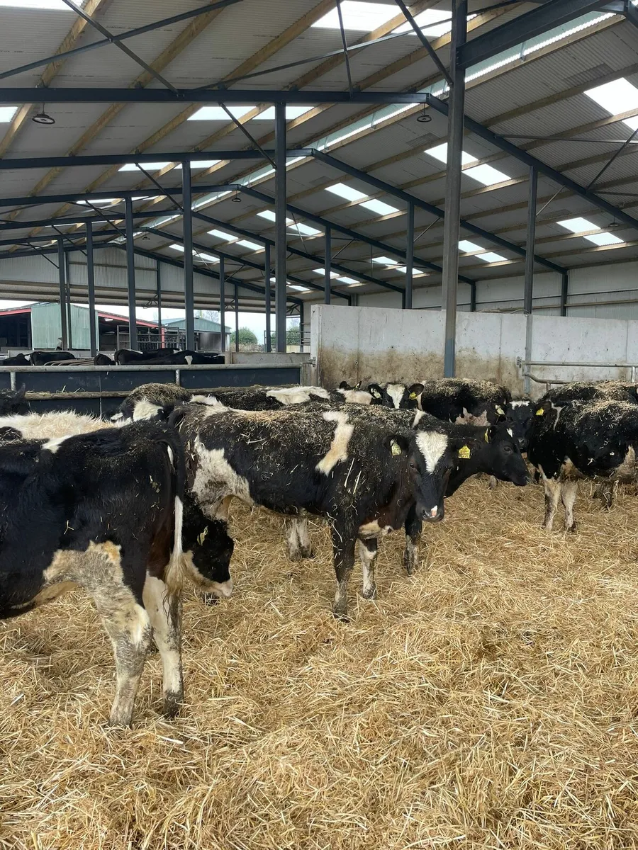 Maiden heifers - Image 3