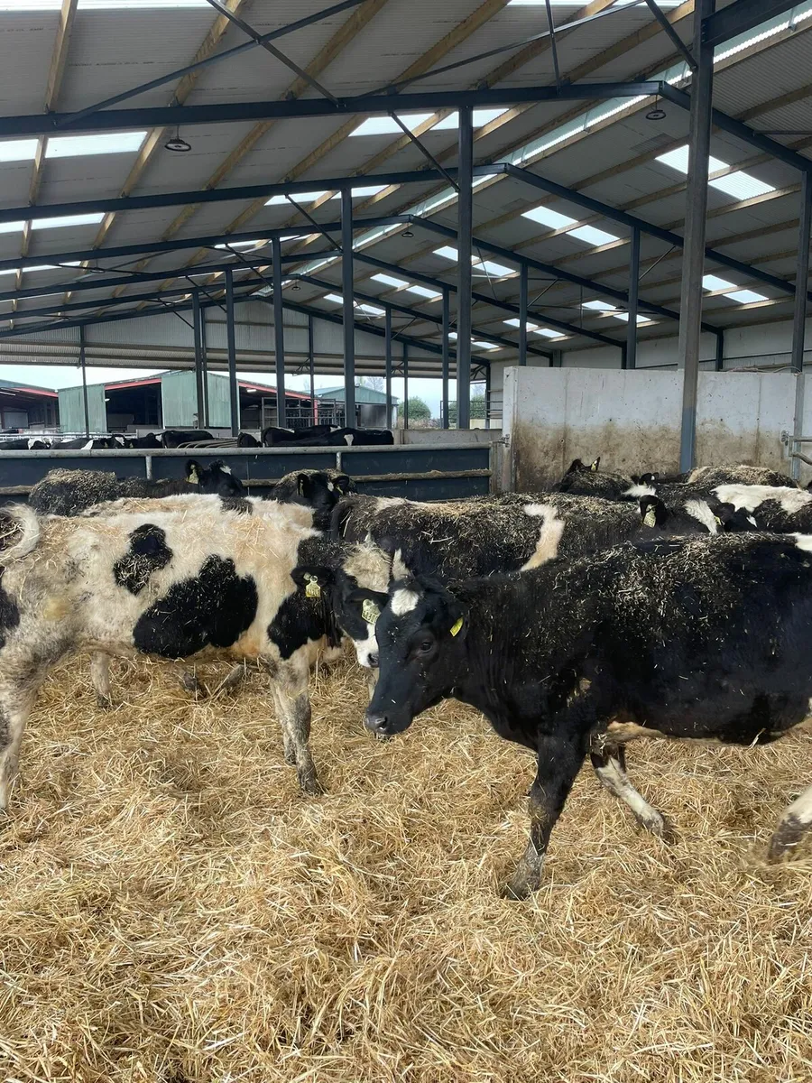 Maiden heifers - Image 4