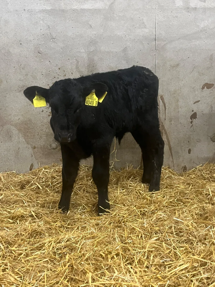 3 Angus Bull Calves - Image 4