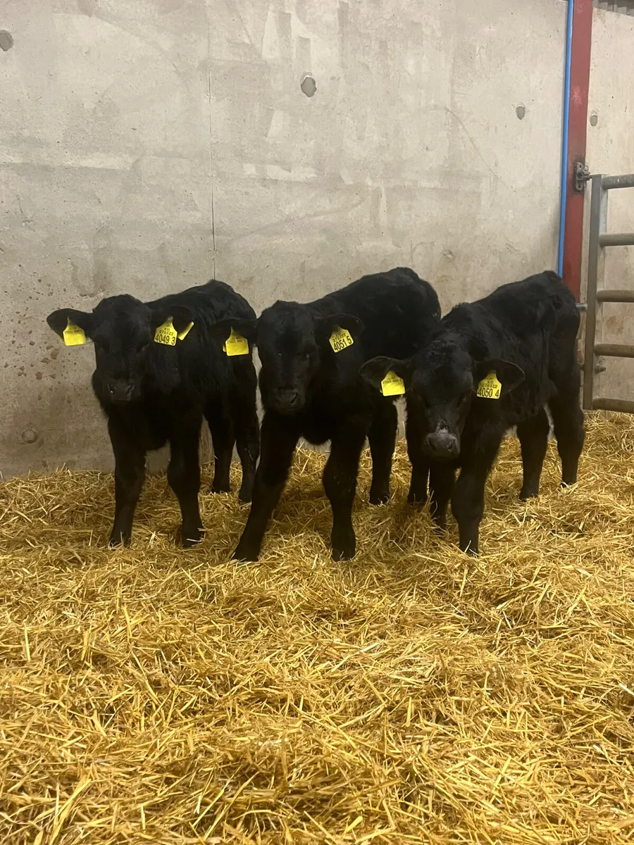 3 Angus Bull Calves - Image 1