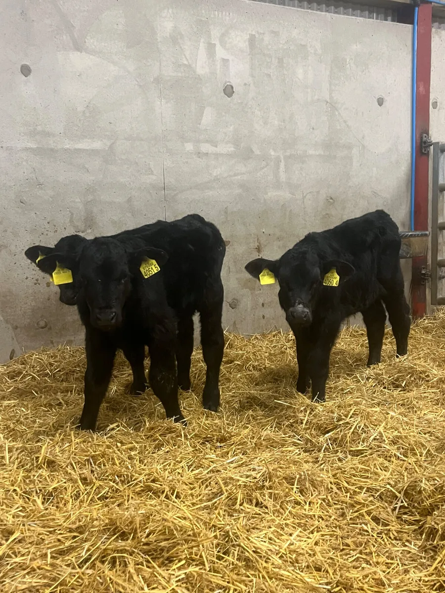 3 Angus Bull Calves - Image 2