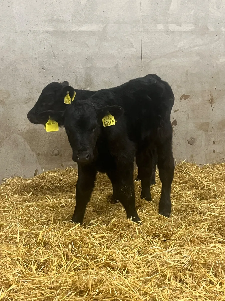 3 Angus Bull Calves - Image 3