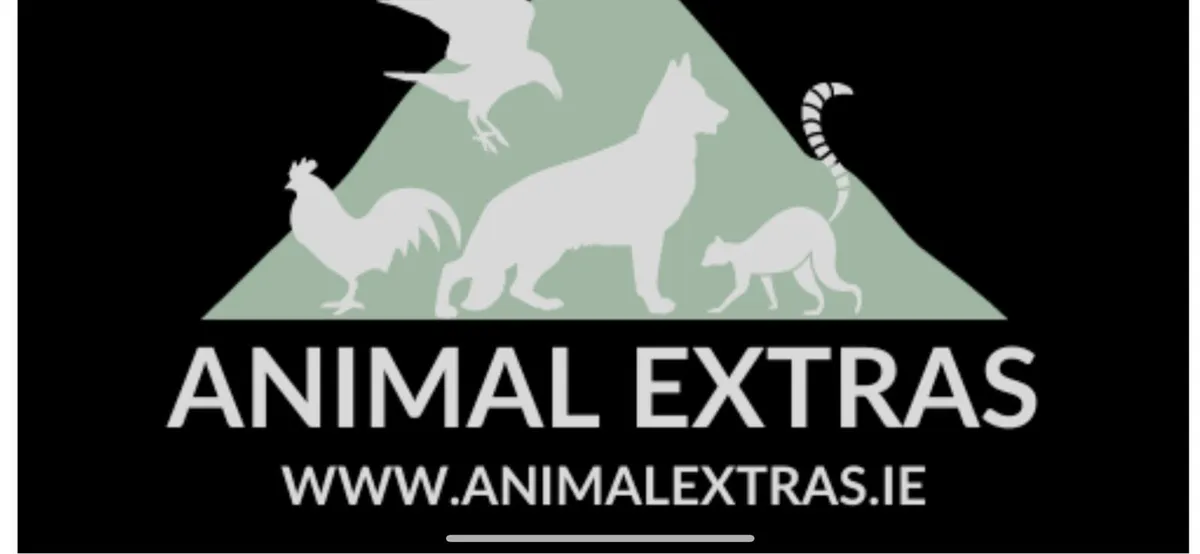 Young pedigree kittens